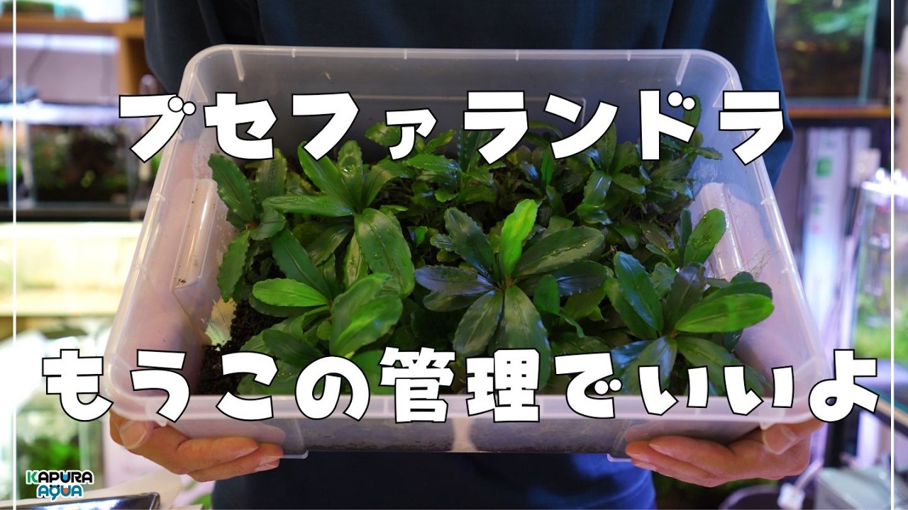 超高級水草を放置で増やして６年が経過しました。もうこれでいいよ。【アクアリウム】植物育成・観葉植物・ブセファランドラ・アヌビアスナナ・水草水槽