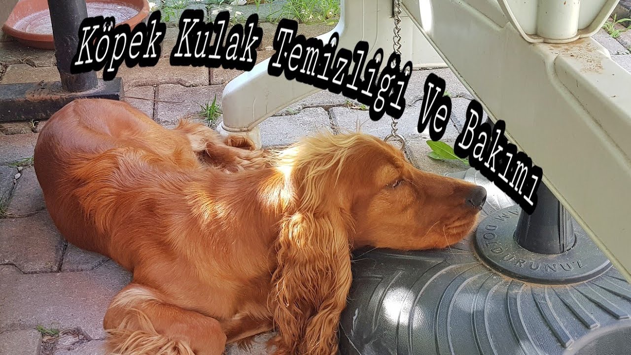 Cocker Köpeklerin Kulak Bakımı Ve Temizliği