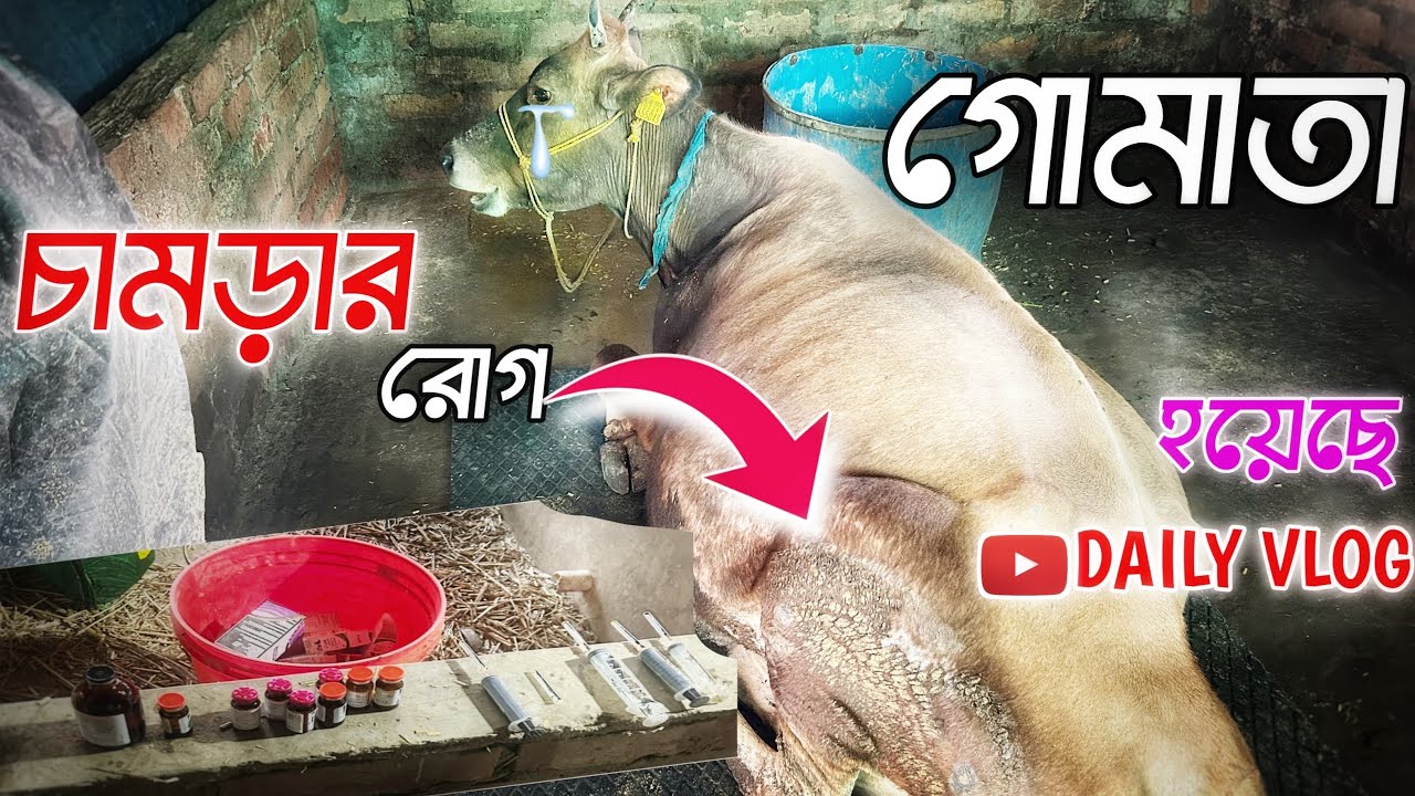 গোমাতা চামড়ার রোগ হয়েছে || পশুপালন ভিডিও 🐄 ডেলি ব্লক ভিডিও 🎥 নিউ ভাইরাল ভিডিও 