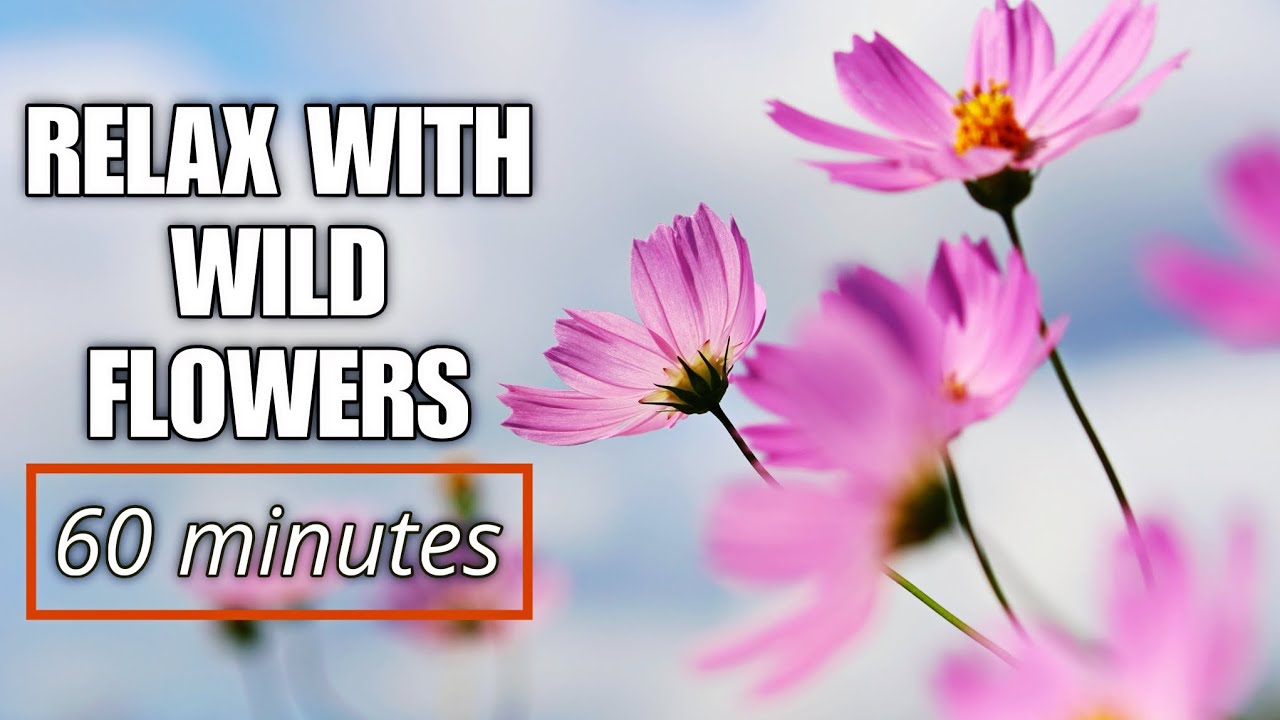 Relaxing Wild Flower Ambience (60 Minutes) | Nature for Sleep & Anxiety Relief