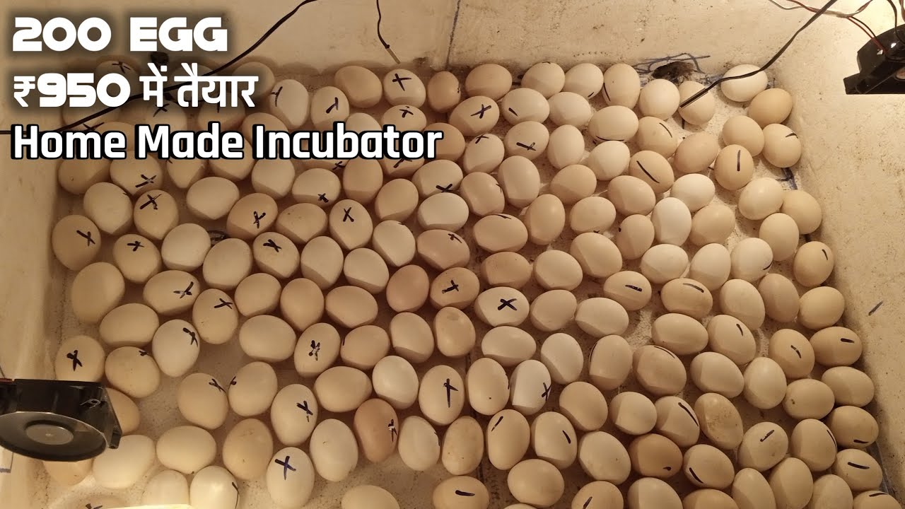 200 अंडे वाला Home Made Incubator / Aziz Poultry Bihar
