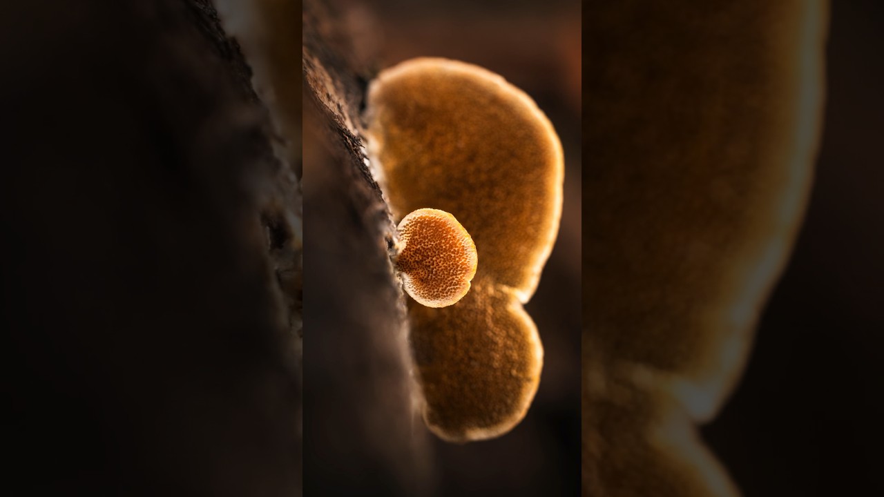 🦻Ear-Shaped Mushroom Macro Photography | Nature Studio #litbylume 📸 🍄