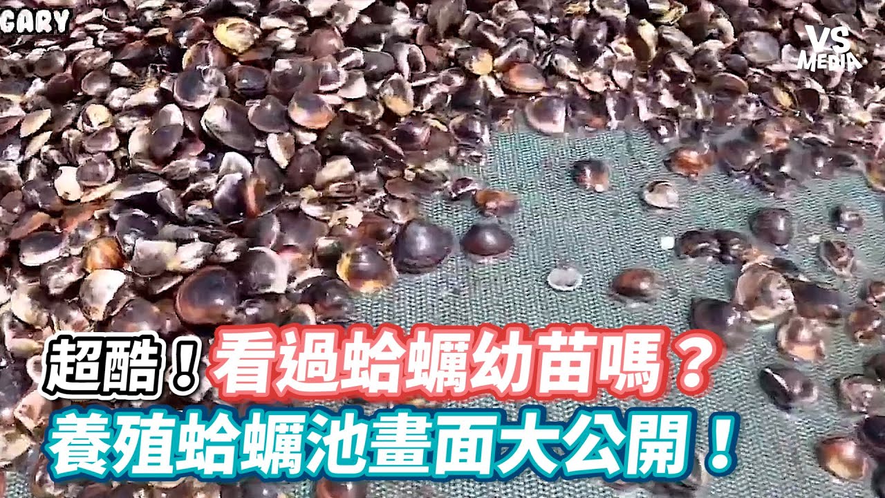 超酷！看過蛤蠣幼苗嗎？ 養殖蛤蠣池畫面大公開！《VS MEDIA》
