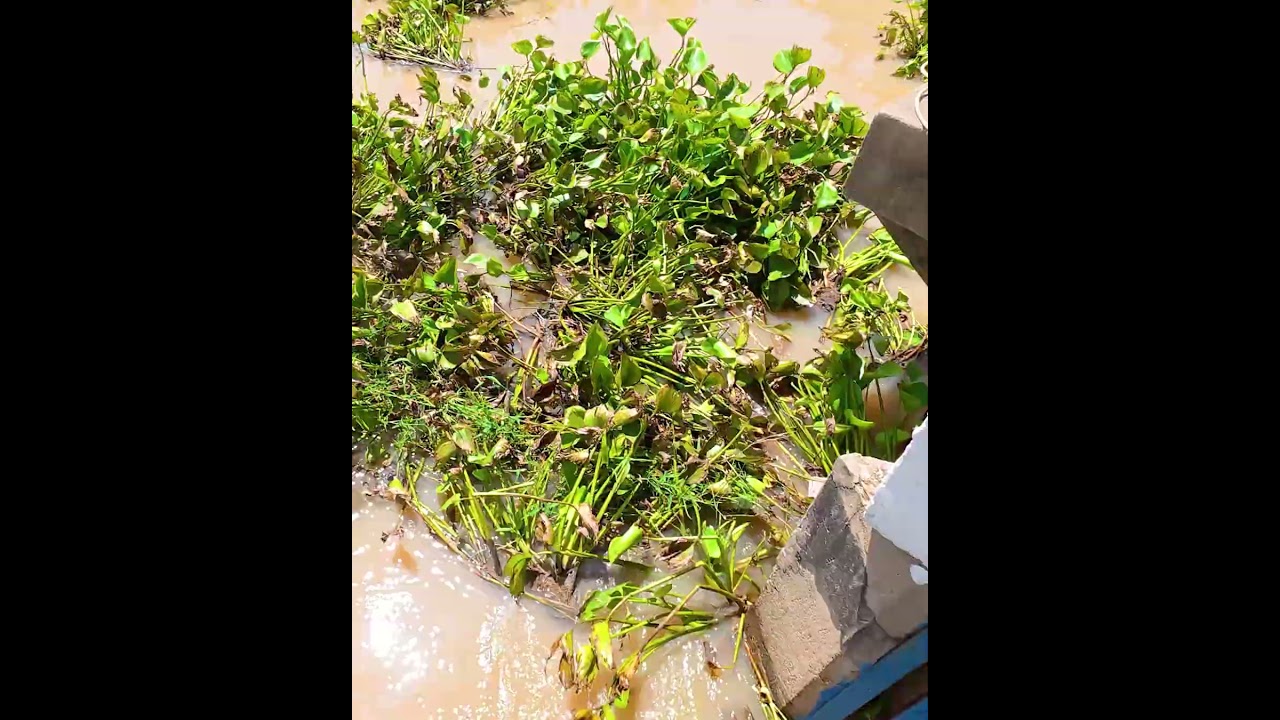 Extreme Waterway Cleanup  Dam Covered in Floating Weeds #flooding #farming #satisfying