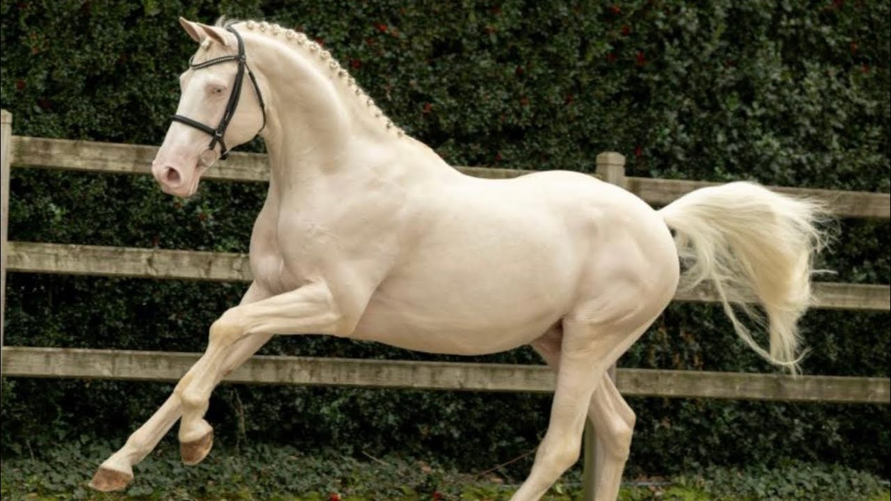 Diamante: unique cremello stallion with guaranteed color jumping 1.40