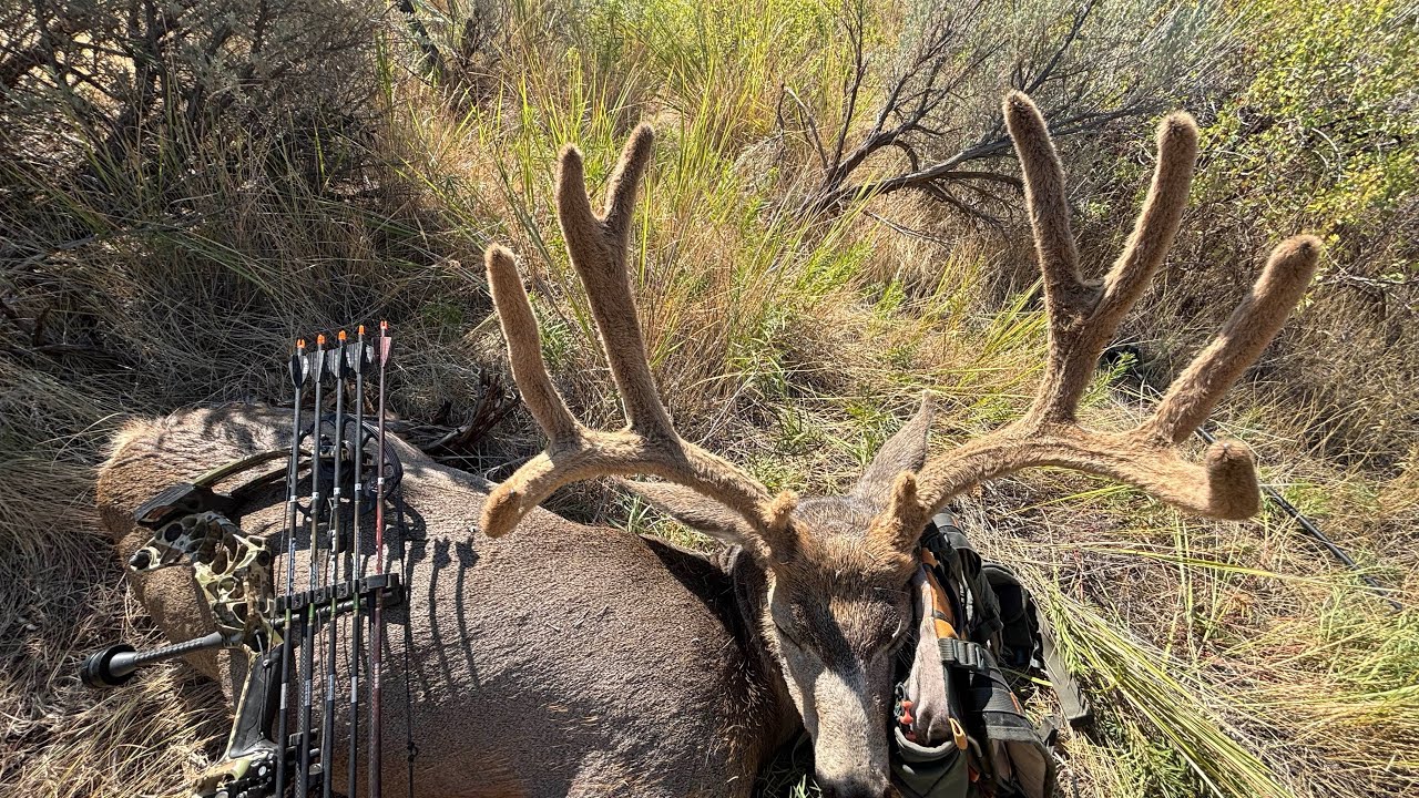 2025 Idaho Archery Mule Deer Hunt Part 1- Matt Tillotson #muledeerhunting #mathewsarchery 