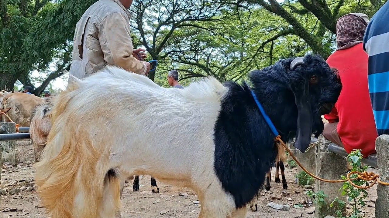1.050.000✅️KAMBING JANTAN PE SUPER|| HARGA MURAH||pasar jatirogo