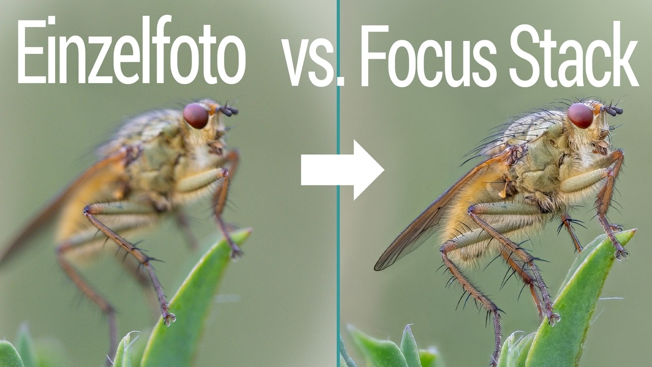 Focus Stacking 2.0 für ultimative Schärfe in der Makrofotografie (4K)