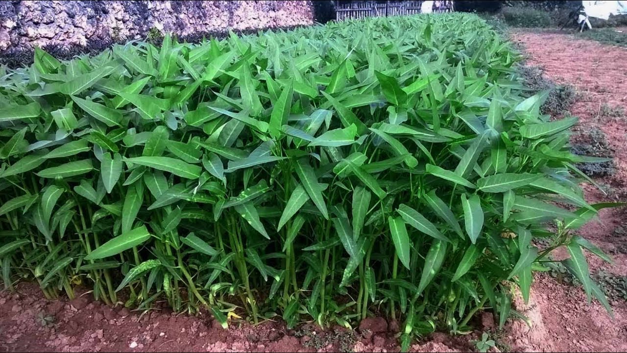 Kangkong farming lecture using screen recording. Money from Kangkong