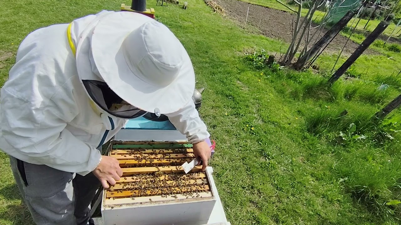 Cum arată după ce a donat o rama de puiet