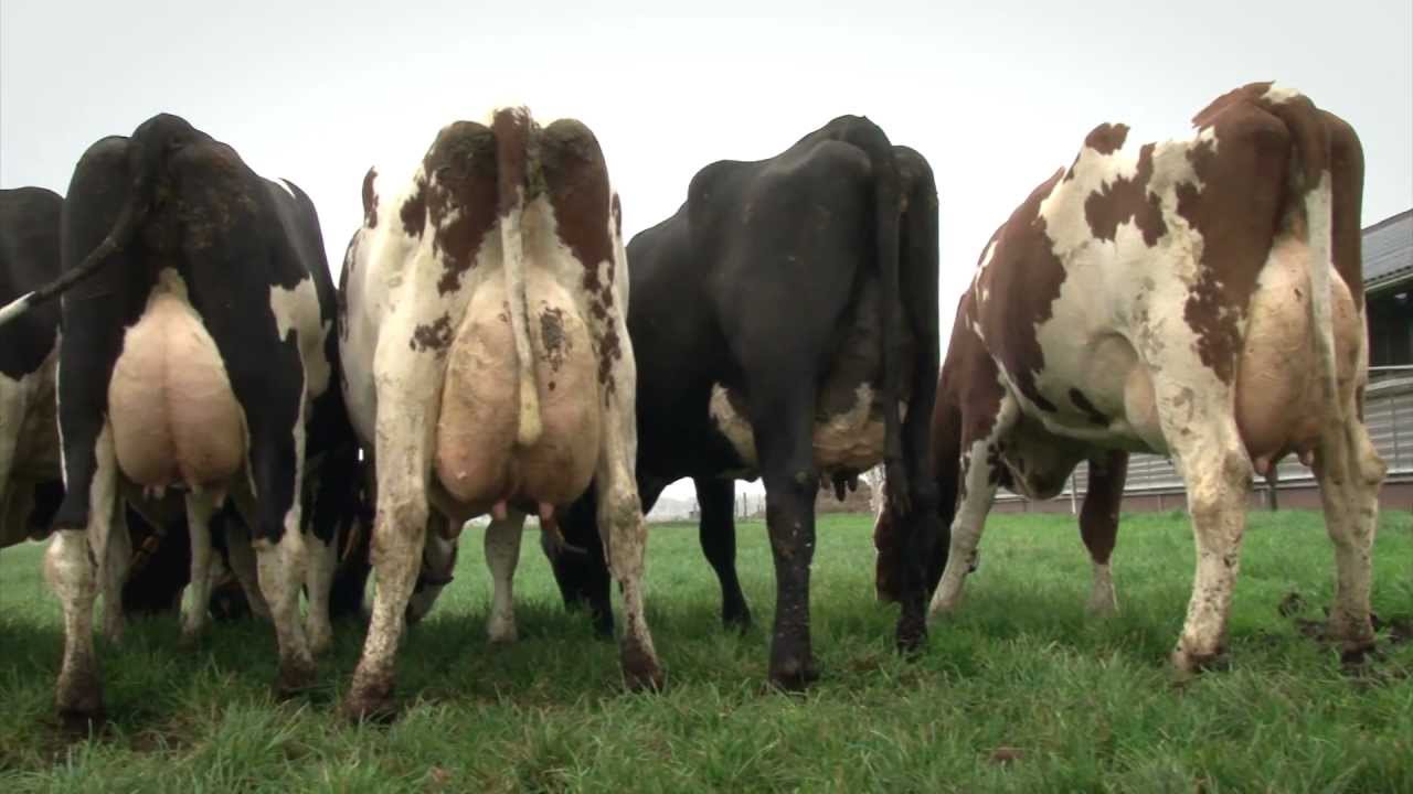 Xsires Scandinavisch Roodbont x Holtstein