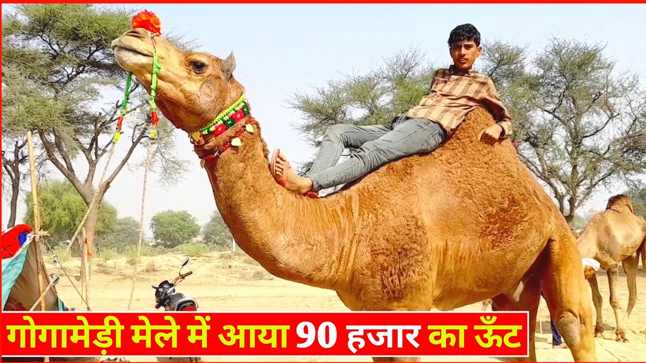 गोगामेड़ी पशु मेला ||इस साल नया क्या है गोगामेड़ी मेले में  gogamedi pshu mela ||उंटो में क्या खास है