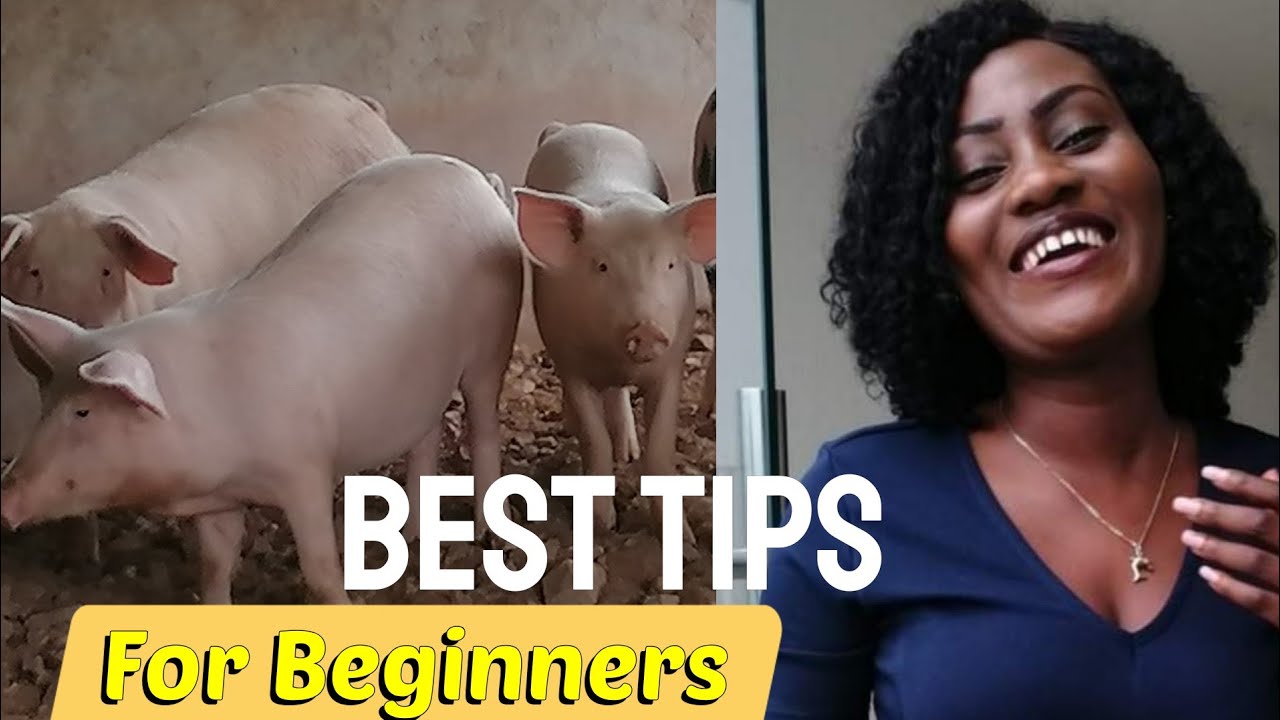 How To Start Profitable Pig Farming Business || Budget Breakdown For All Beginners
