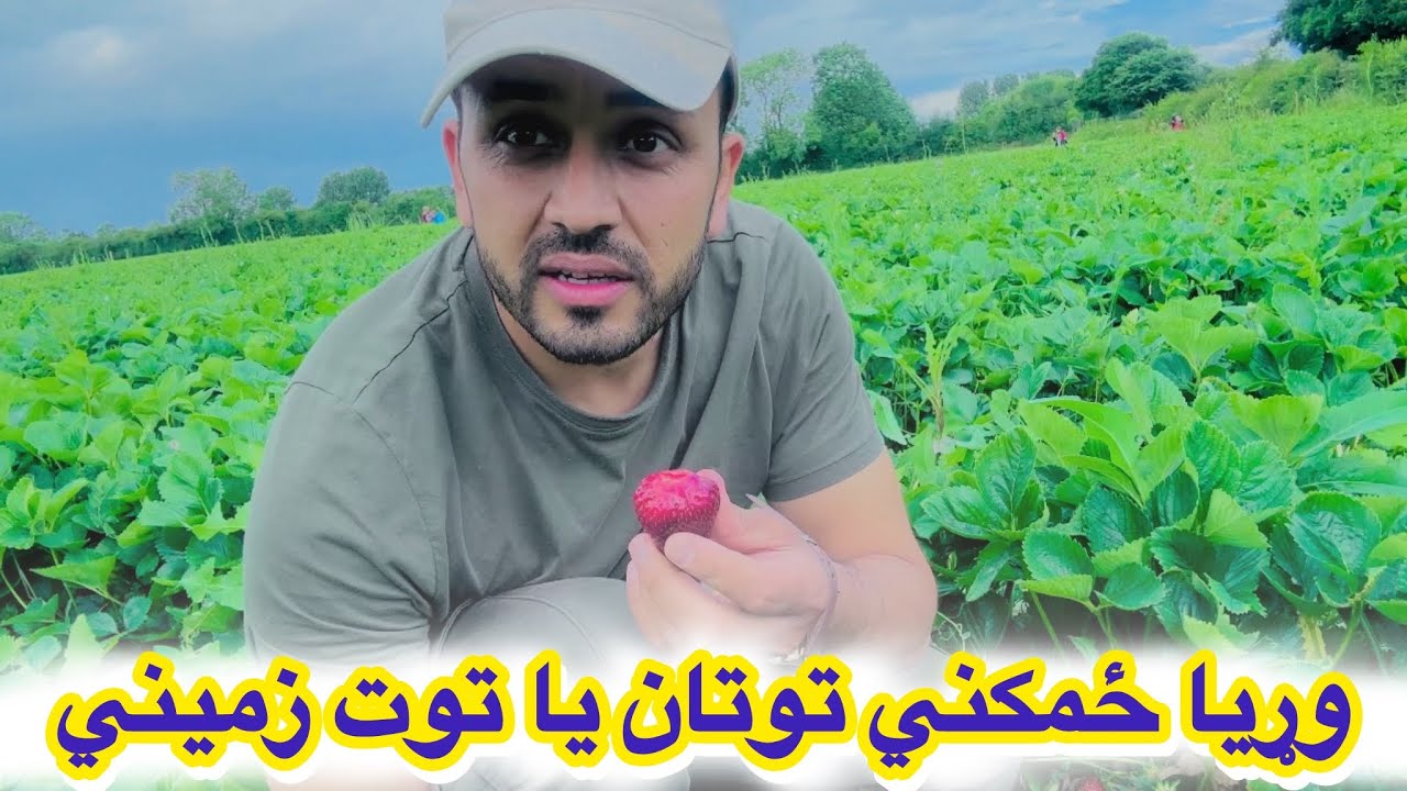 وړیا ځمکني توتان یا توتی زمیني.