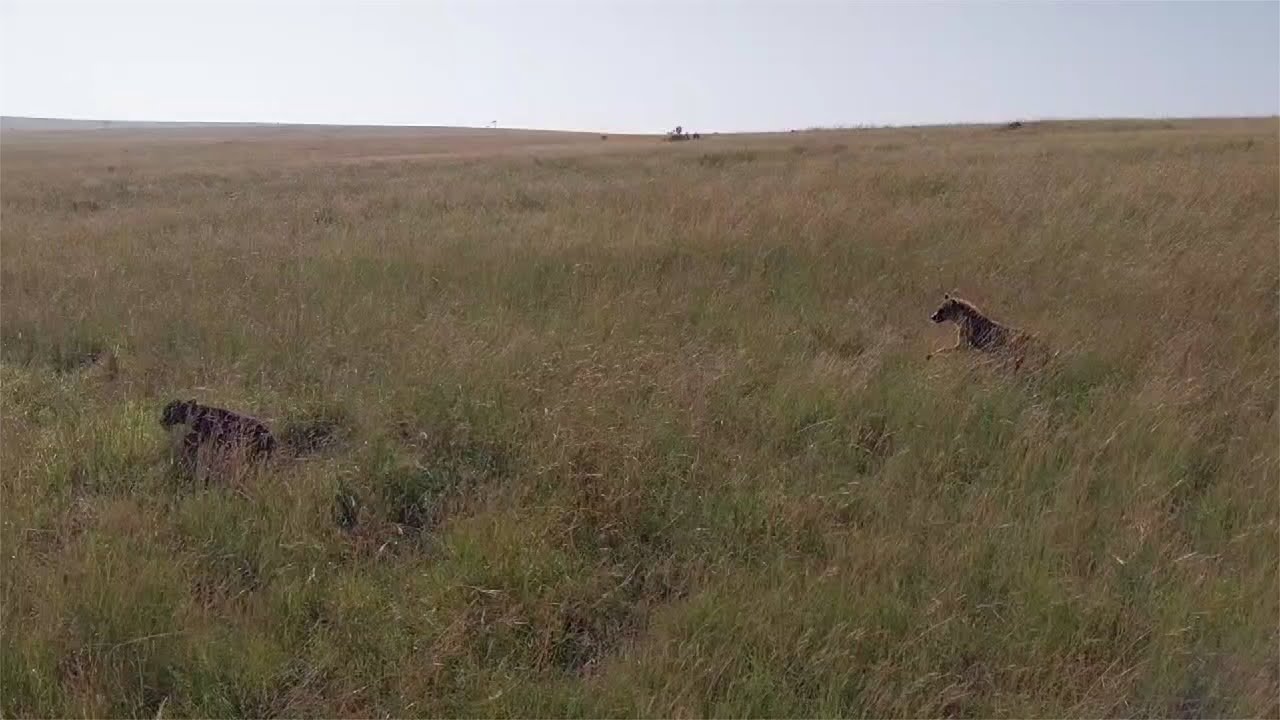 Hyena chases buffalo calf into lions