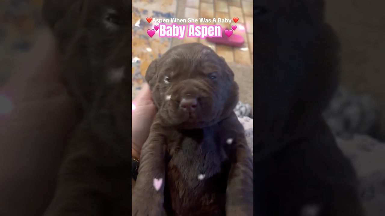 Chocolate Lab Puppy's First 2 Weeks 🫎🍫 