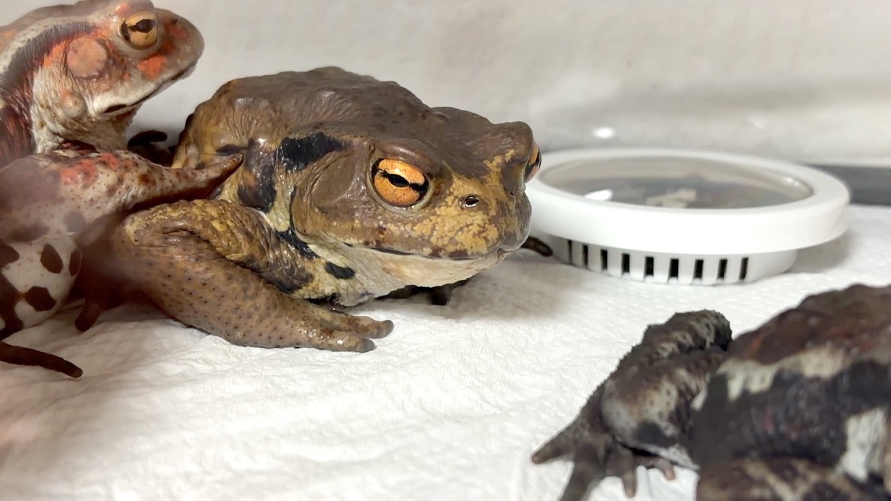 飼育してるヒキガエルの皮膚がまだらに変色してしまいました