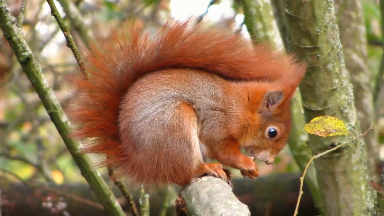Squirrels-Beautiful Squirrel Video-Lovely-Nice