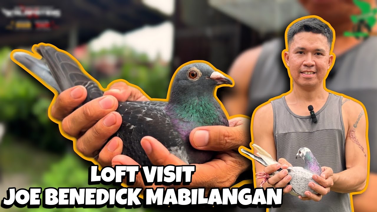 Isa sa pinaka mahusay na PIGEON FANCIER sa Agoncillio Batangas