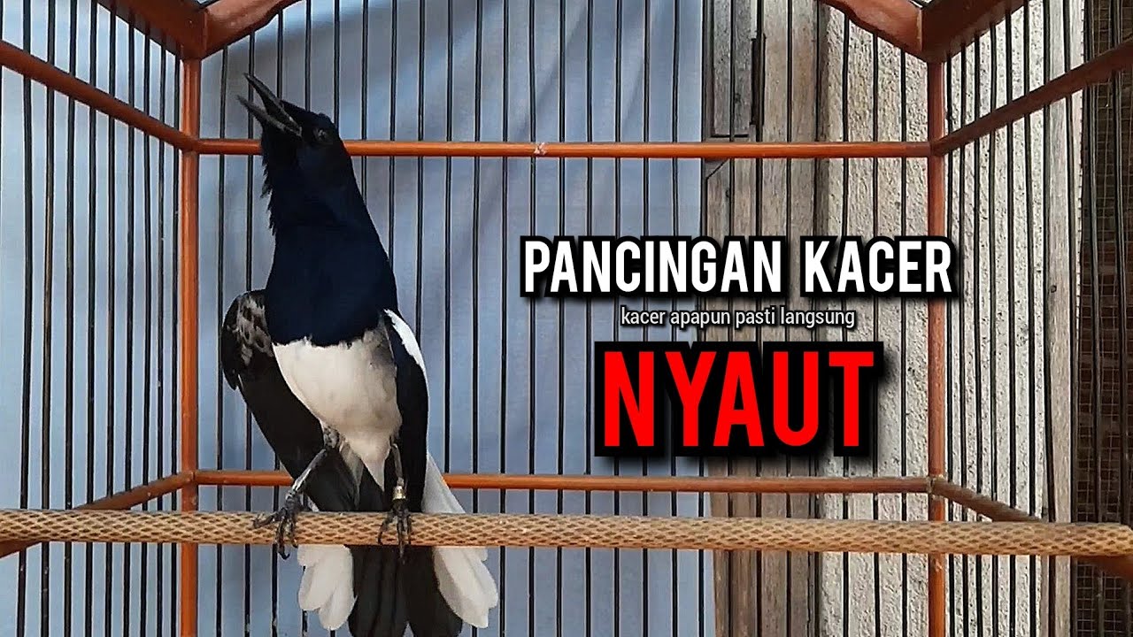 kacer gacor NGEPLONG tarung ini paling ampuh buat PANCINGAN KACER agar EMOSI NYAUT