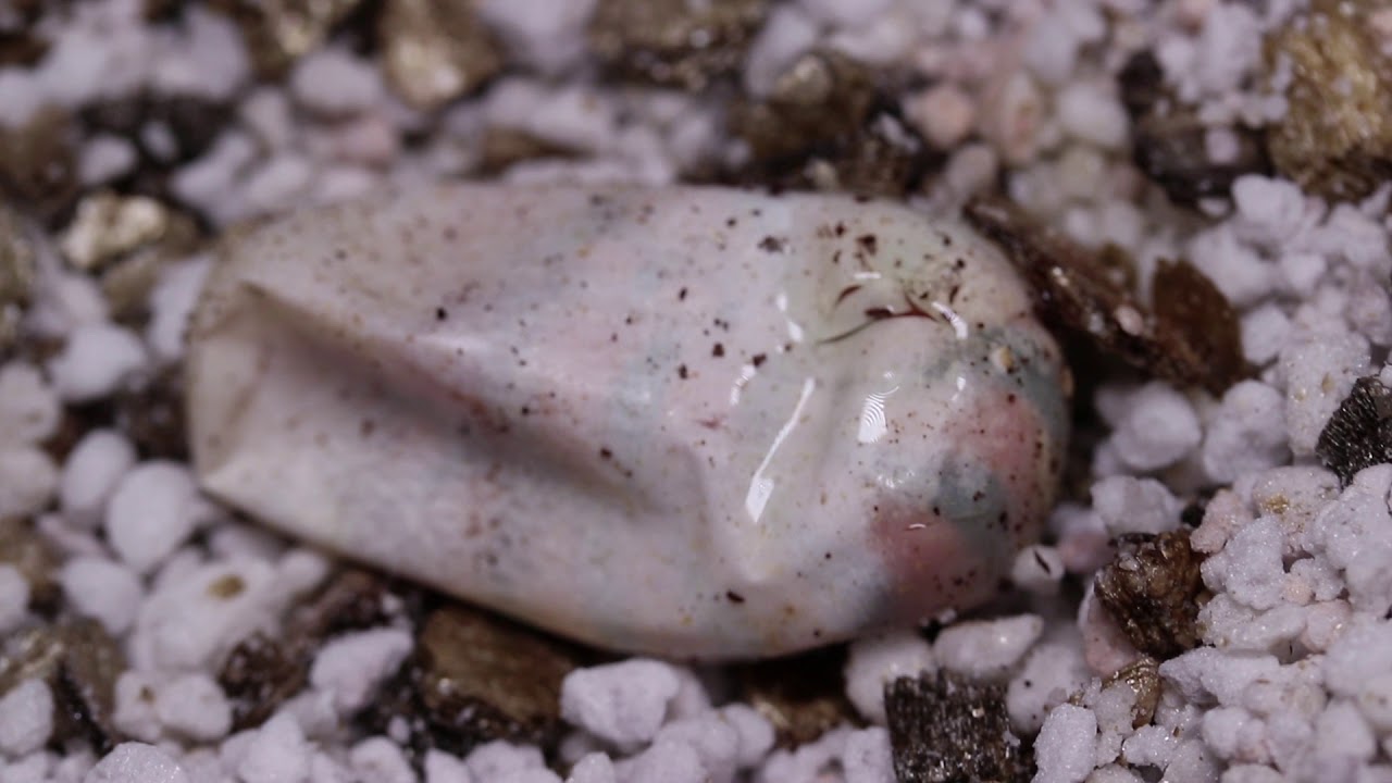 Cape Coral Snake (Aspidelaps lubricus) hatching and incubation