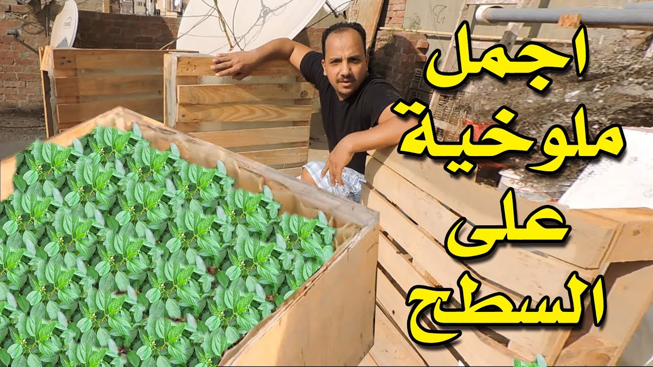 ازرع ملوخية اورجانيك | فى البلكونة ببساطة | بدون تكلفة