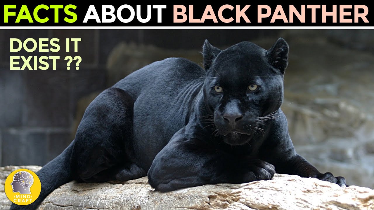 FACTS ABOUT THE BLACK PANTHER
