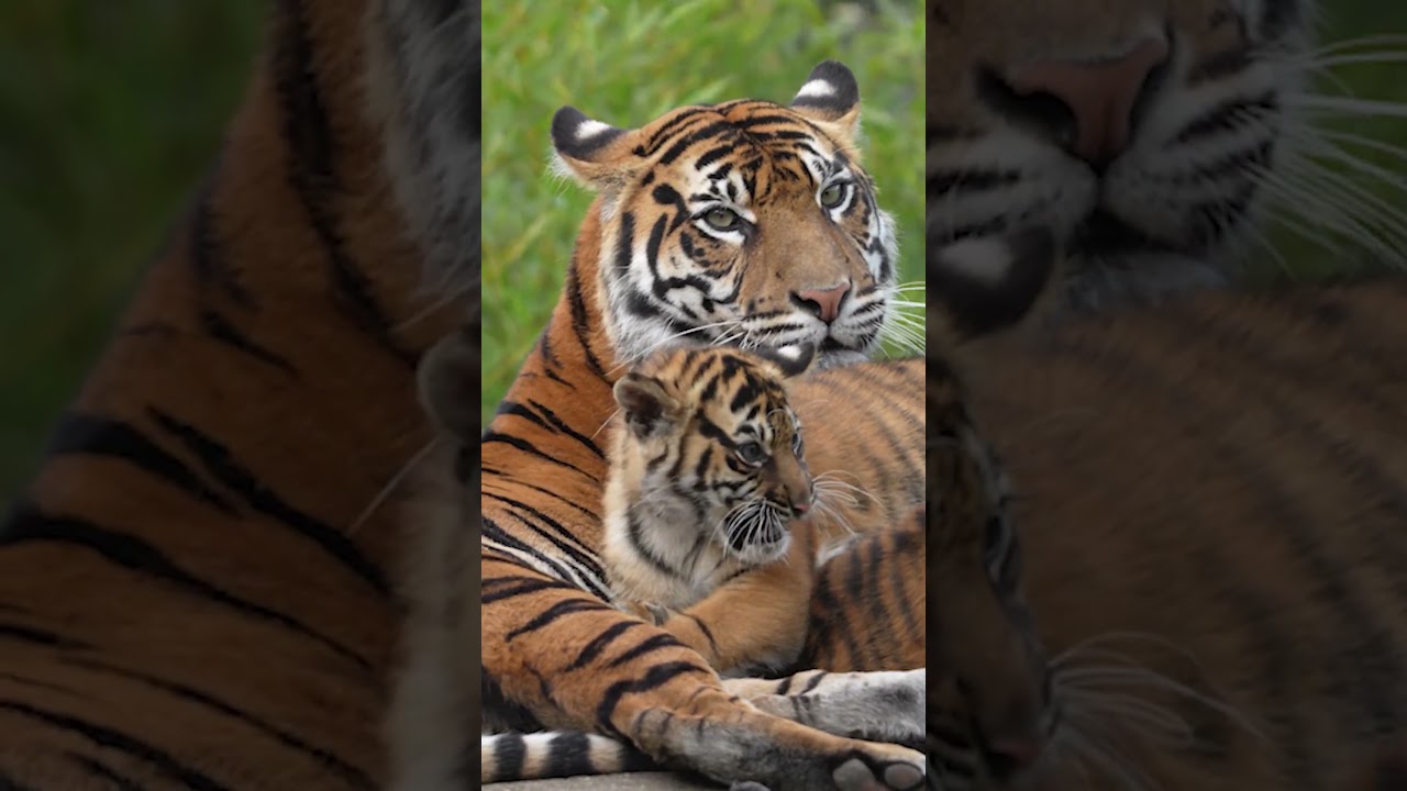 Adorable Tiger Cubs Play with Mama Tiger!