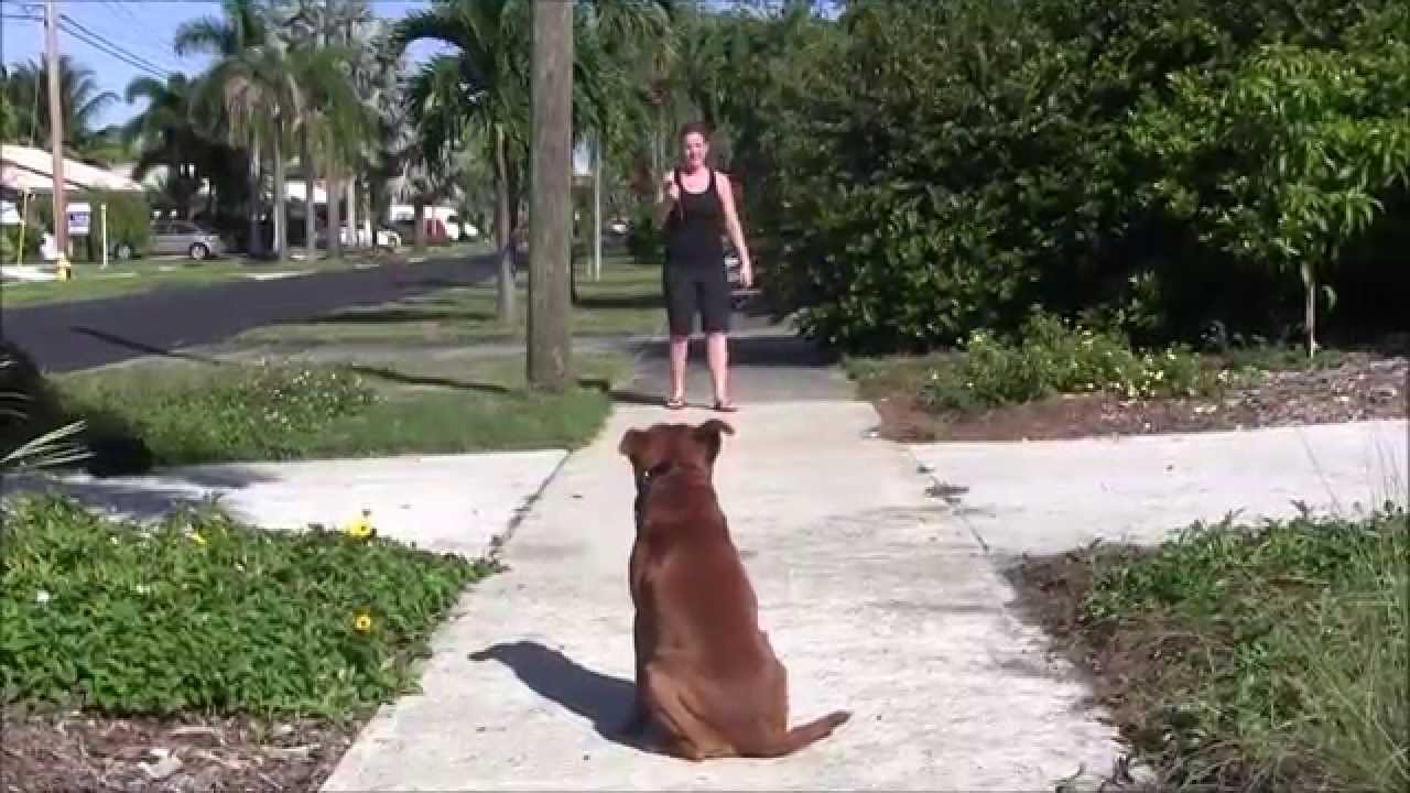 Dog Obsessed with Attacking cats