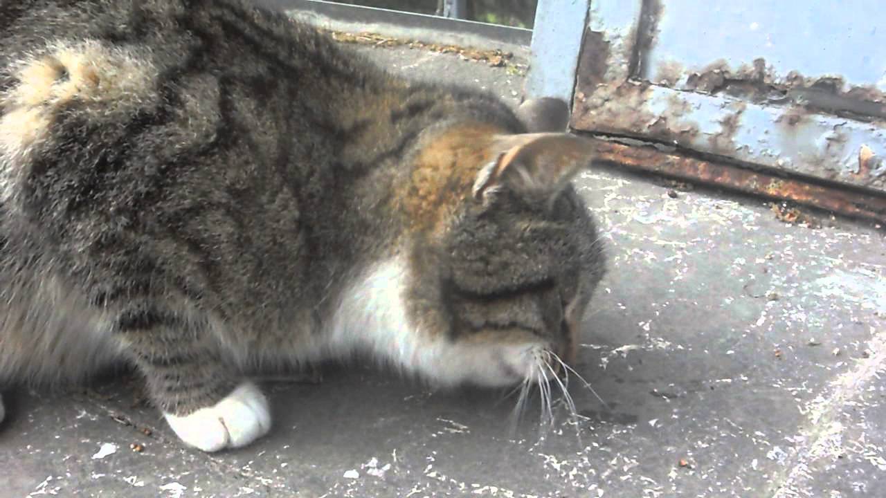 Cat vs Giant Centipede
