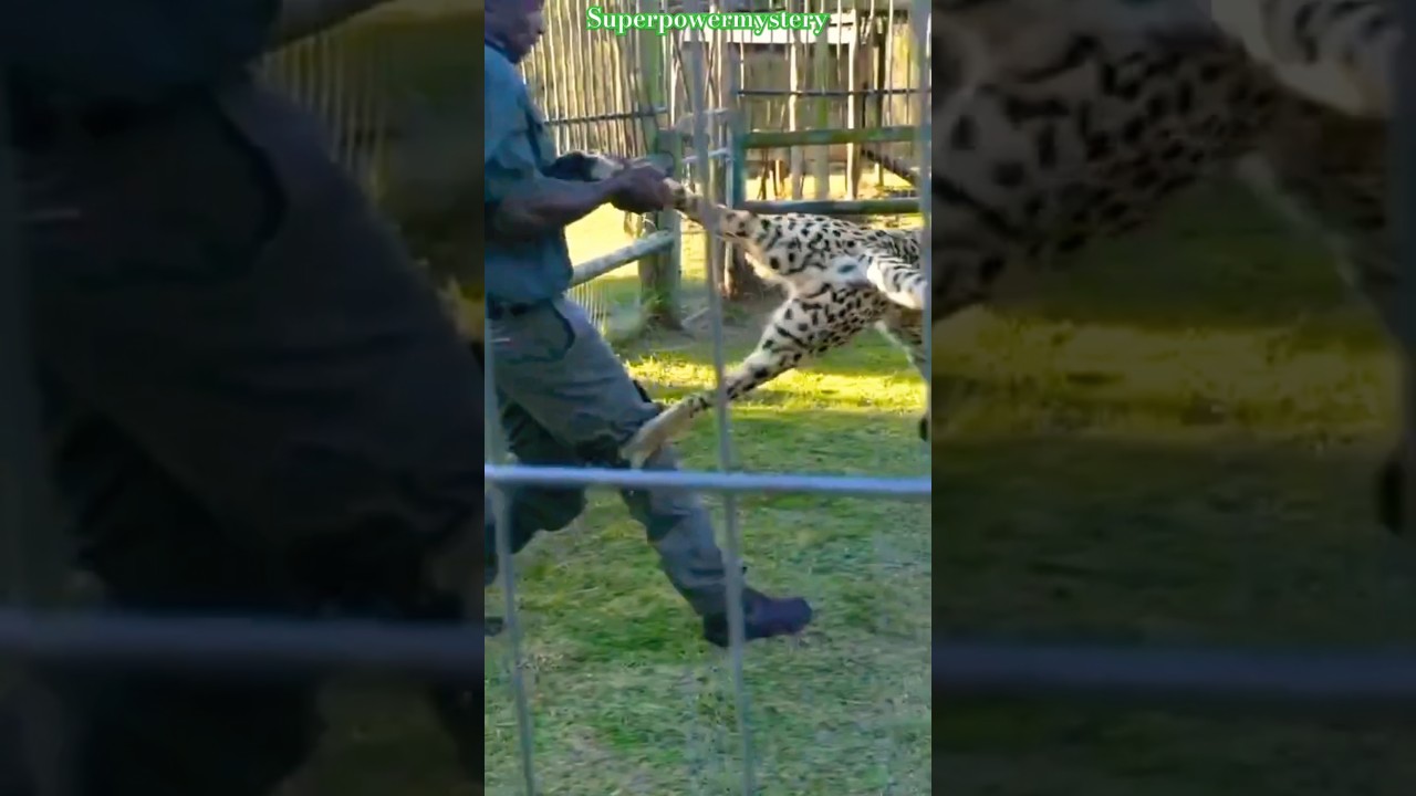🐆 Cheetah Vs Human 💪 