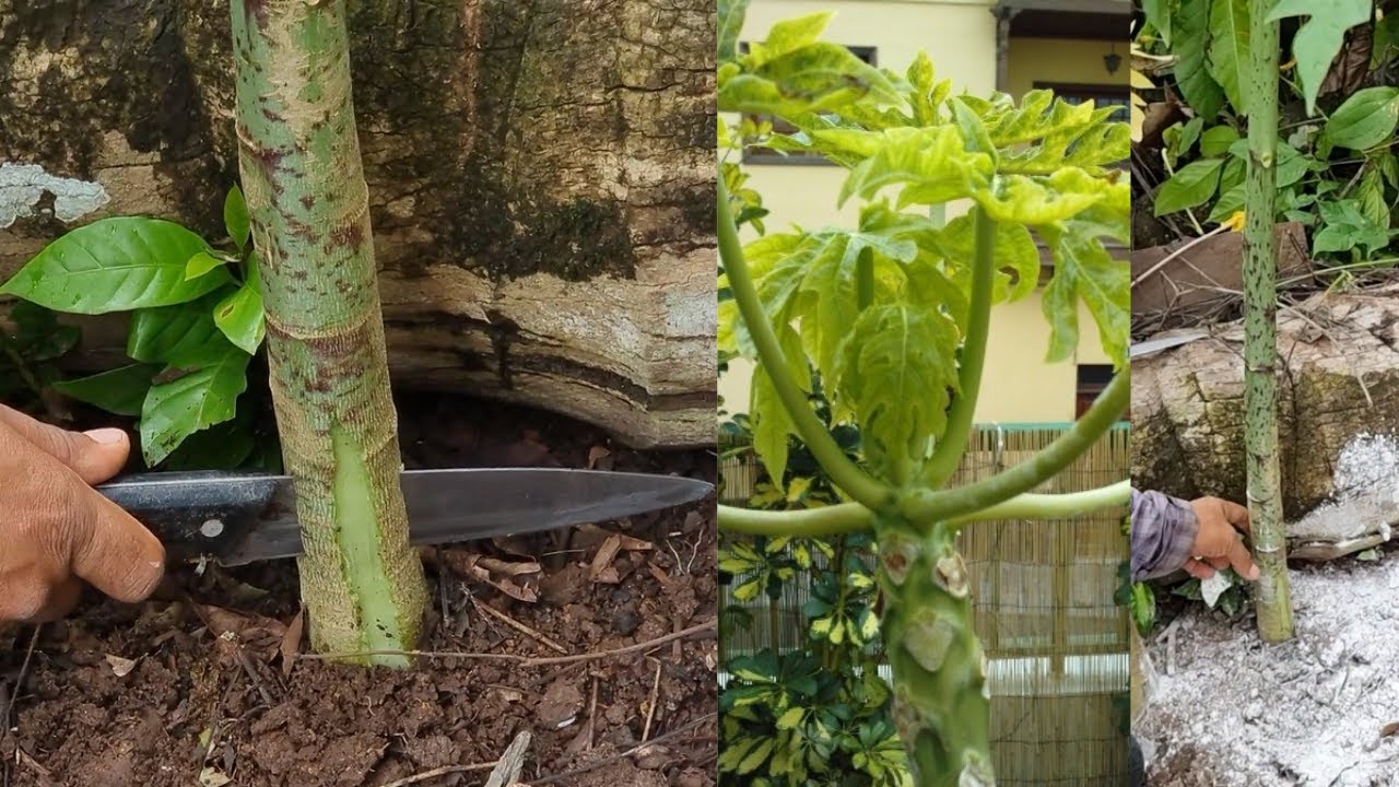 Curar Enfermedad en árbol de papaya, Capado y Abonos para tener un Árbol Saludable y lleno de Frutos