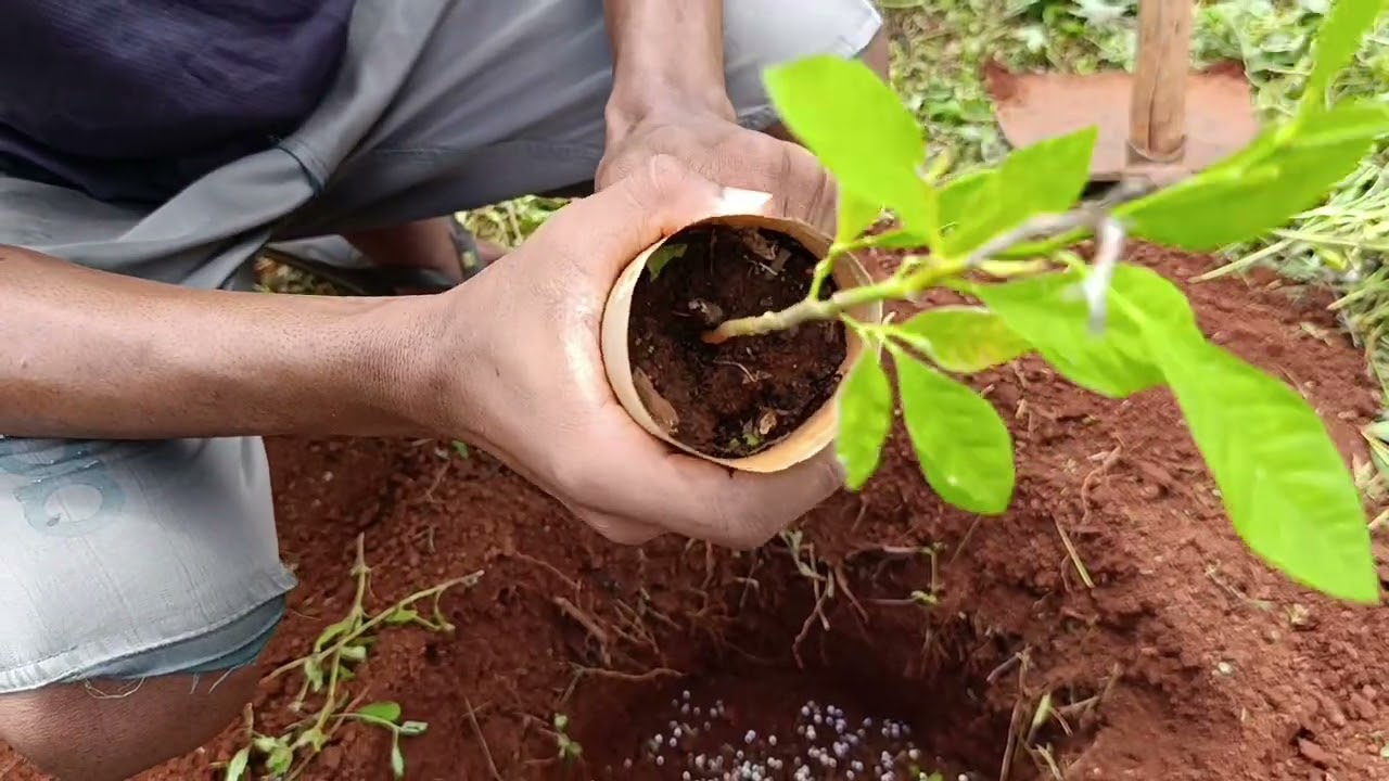 HOJE PLANTAMOS MUITAS FRUTÍFERAS, DÃO ROÇOU O QUINTAL 