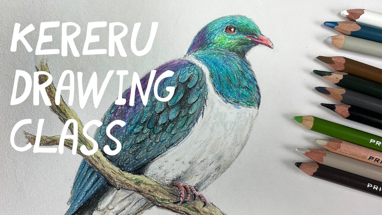 Colour pencil Kereru Drawing
