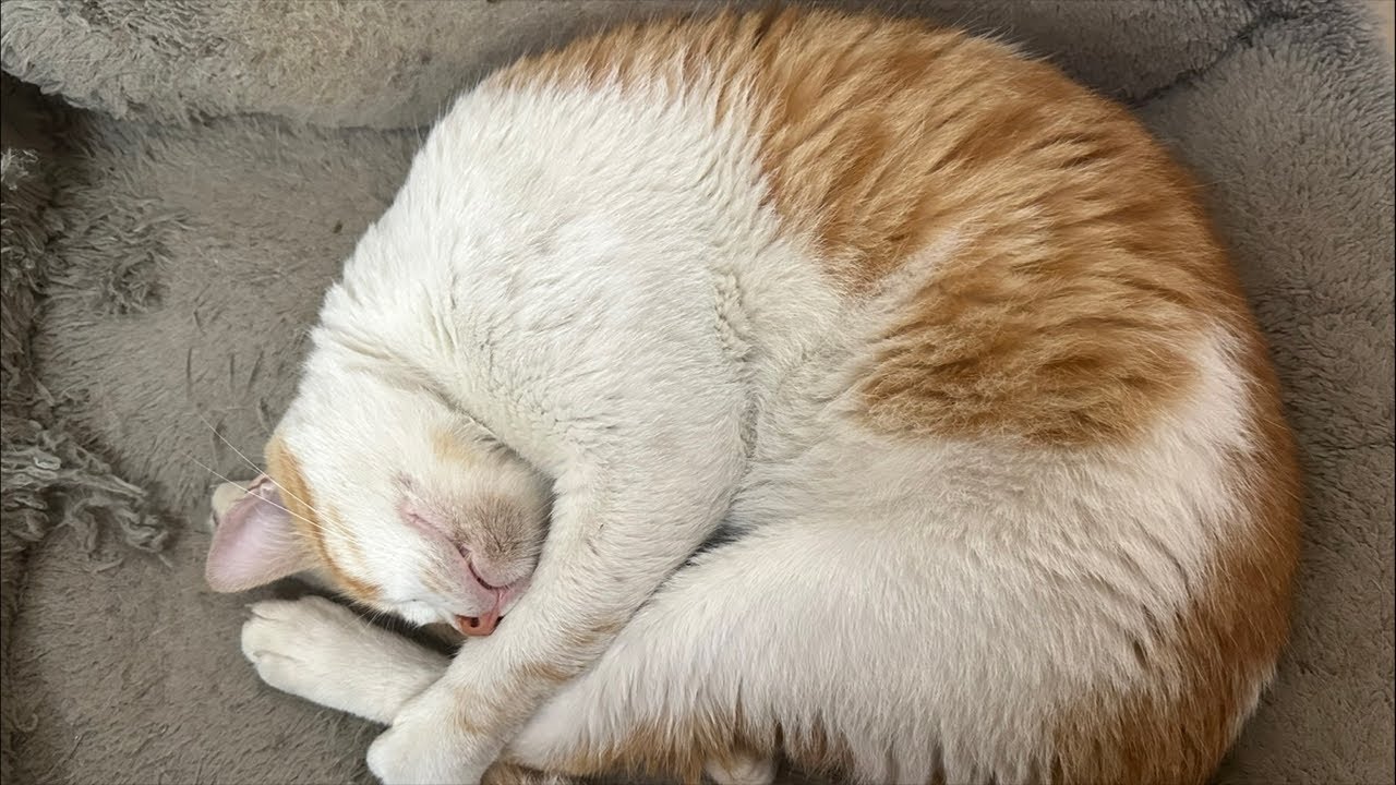 Can You Watch My Cat for Me? 🥹🐾 He is just sleeping!(LIVE)