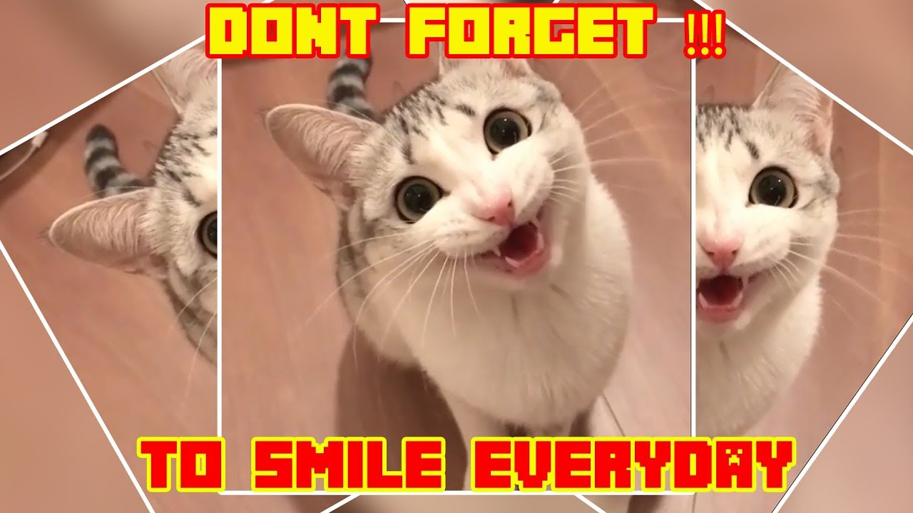 Funny Cat Video Compilation 2019 Try Not To Laugh Challenge 2019 Best videos funny cats #5