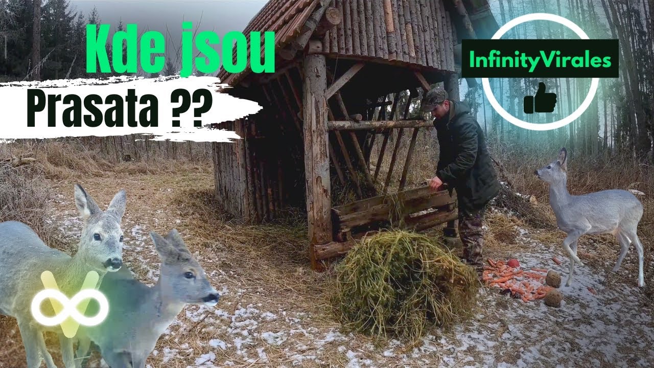 Prasata zmizela | Krmelec, myslivec
