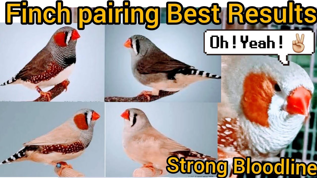 FINCH PAIRING Tips for Best Results/Strong Bloodline no bloodline issues