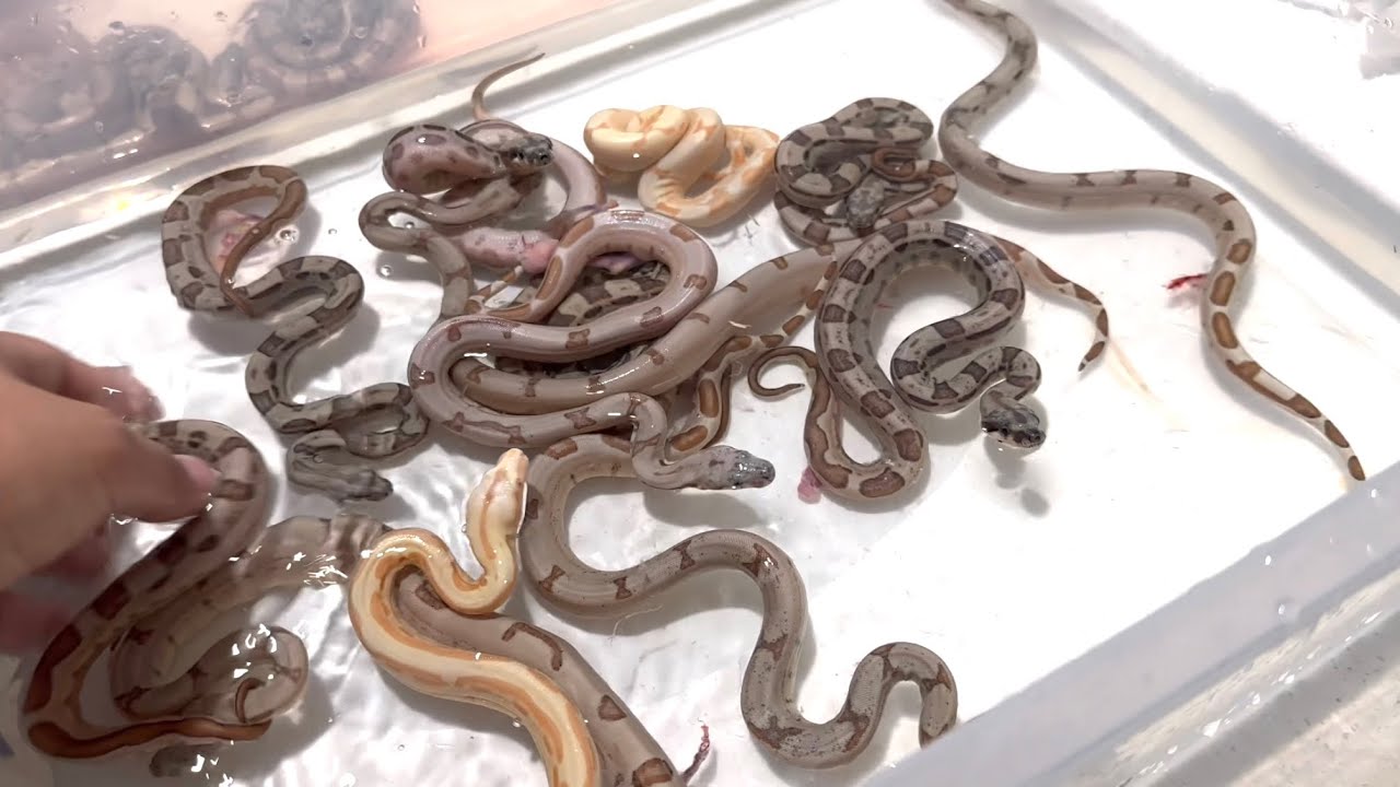 Our Boa finally gave birth !!