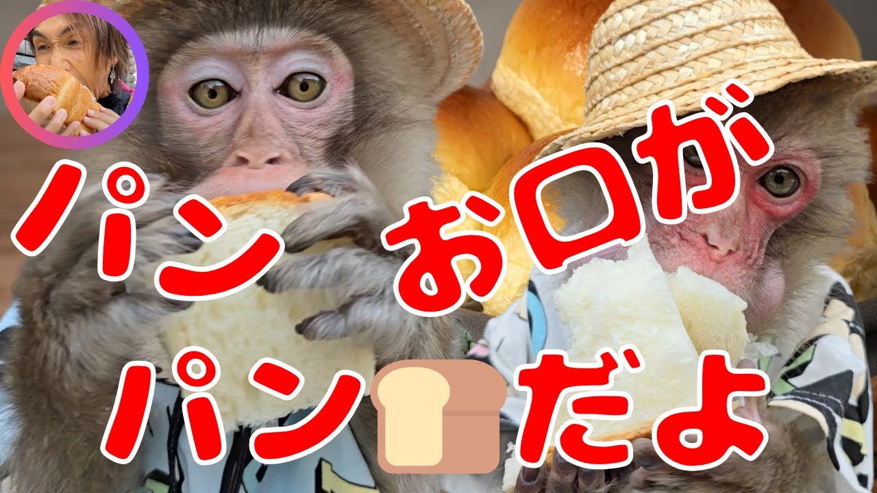 頬袋がパンパン！？　大変なことになってる💦お好きな方お待たせいたしました🍞はしらくんありがとうどうか安らかに