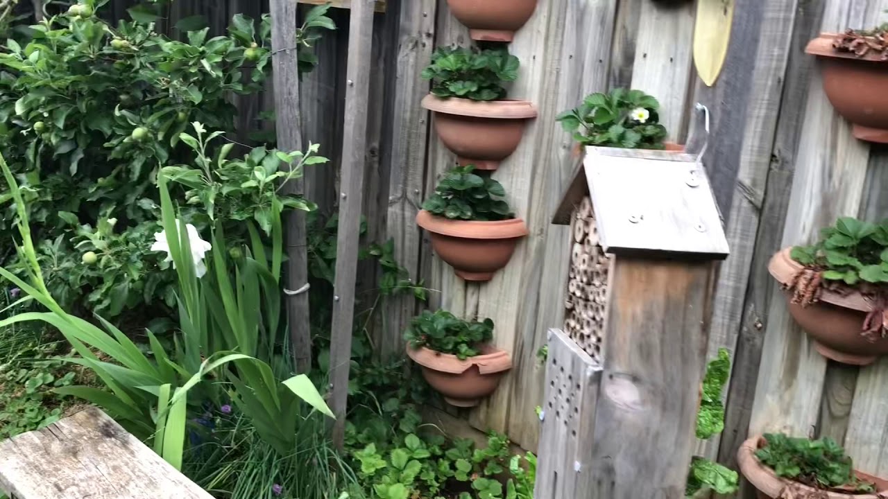 A tour around my back garden