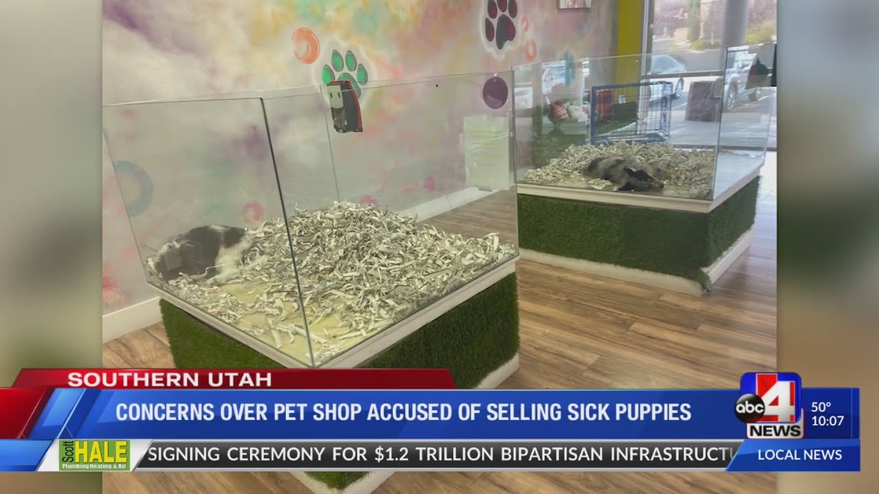 Concerns over pet shop accused of selling sick puppies