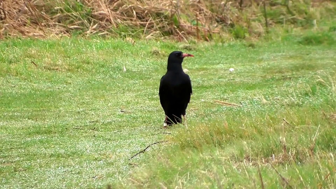 Cornish Chough in Roseland Peninsula