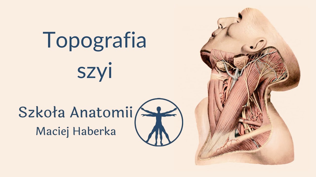 Topografia szyi (wstęp)