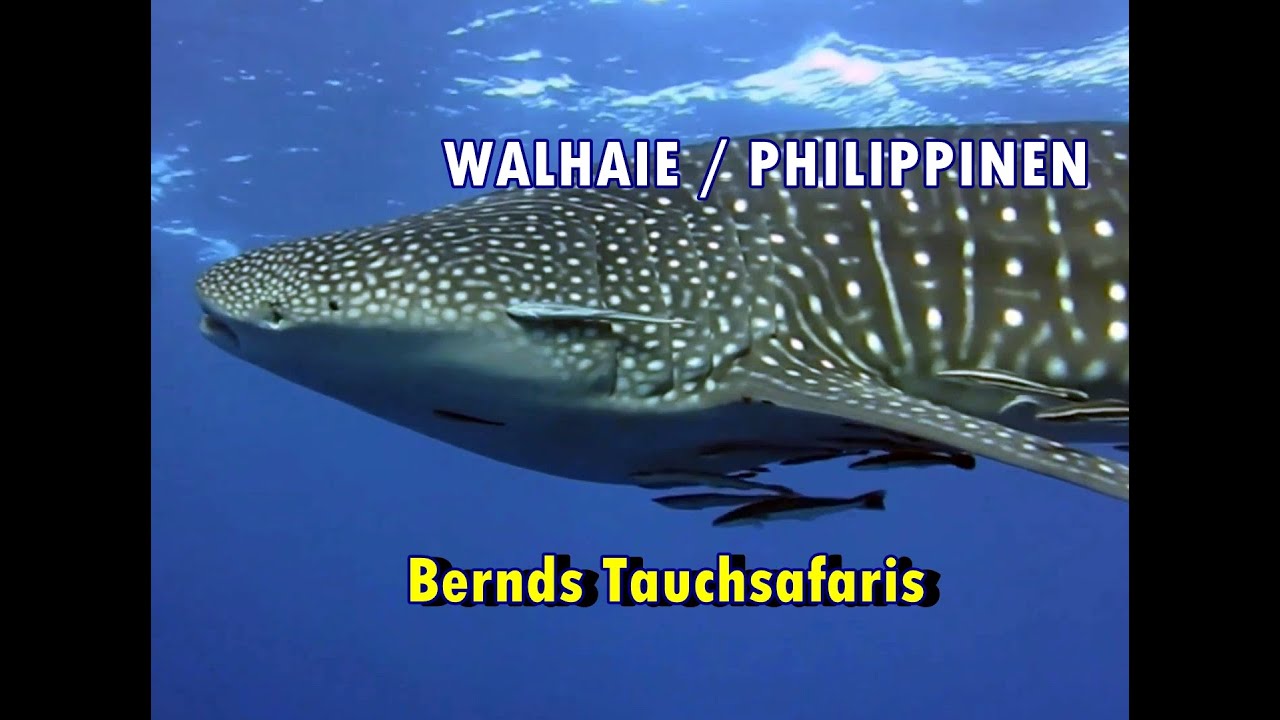 Walhaie Philippinen - Tauchen oder Schnorcheln mit Walhaien - Bernds Tauchsafaris