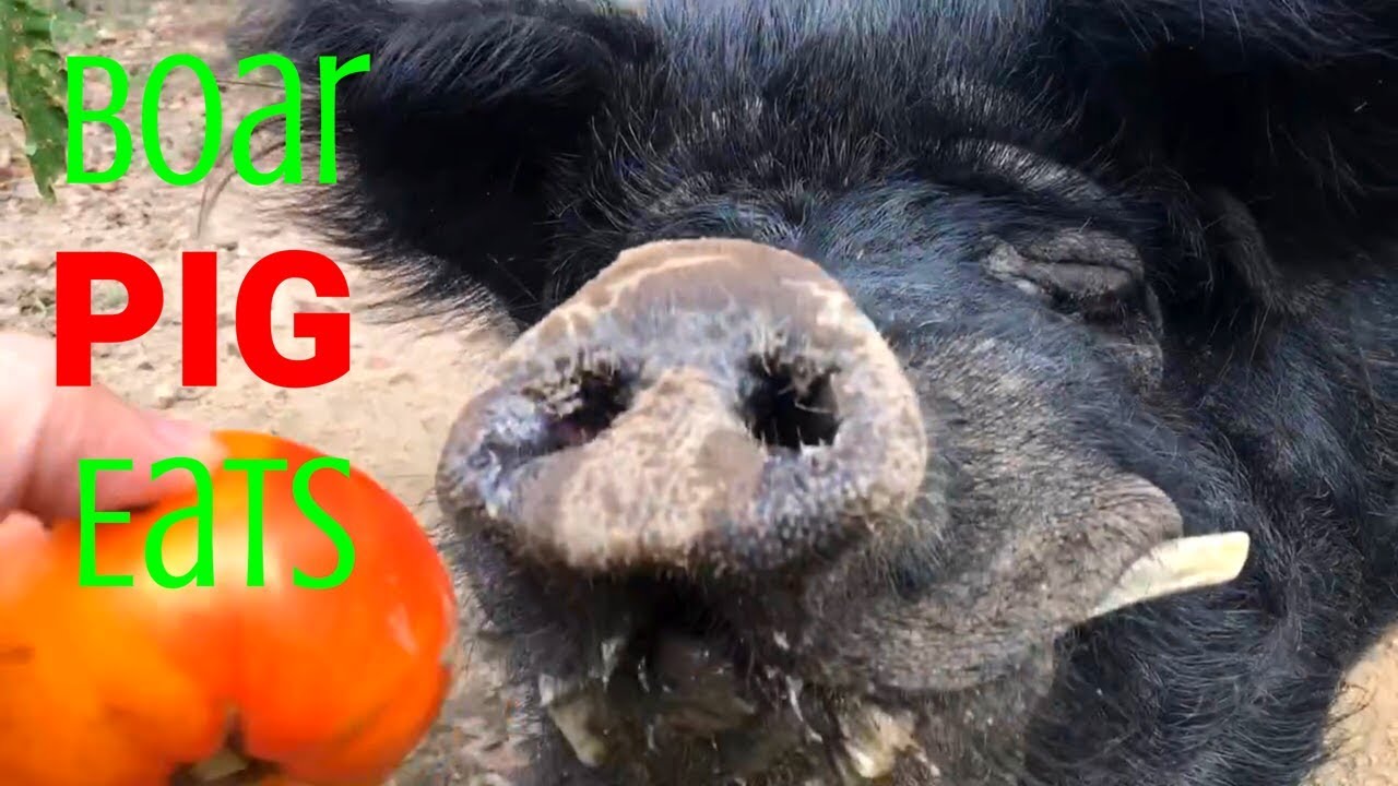 Boar Pig Eats Tomatoes - ASMR / Smacking Sounds -Animals Eat