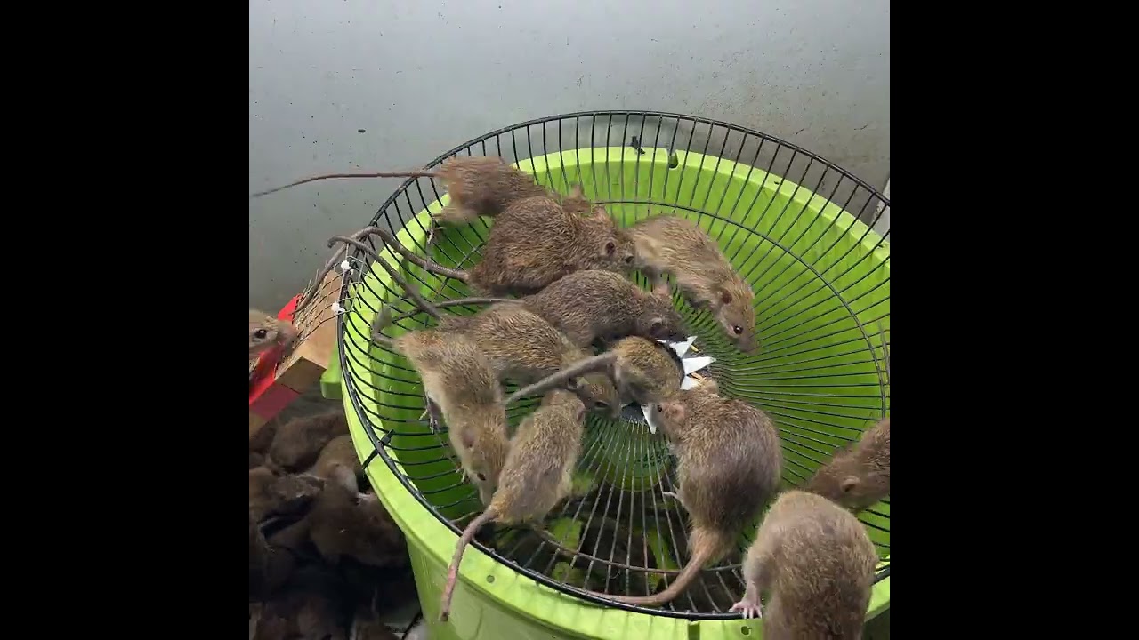 best mousetrap from plastic bucket