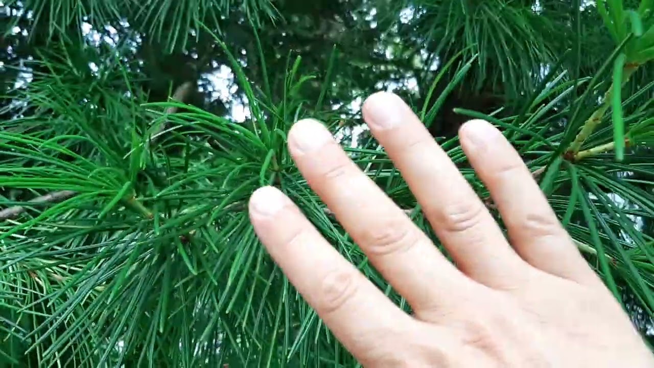 Japanese Umbrella Pine or Sciadopitys verticillata at the Halifax Public Gardens, Nova Scotia