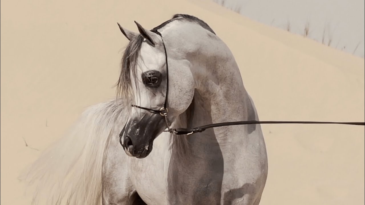 KIAHF AUCTION 2023 - D Seraj Breeding Right