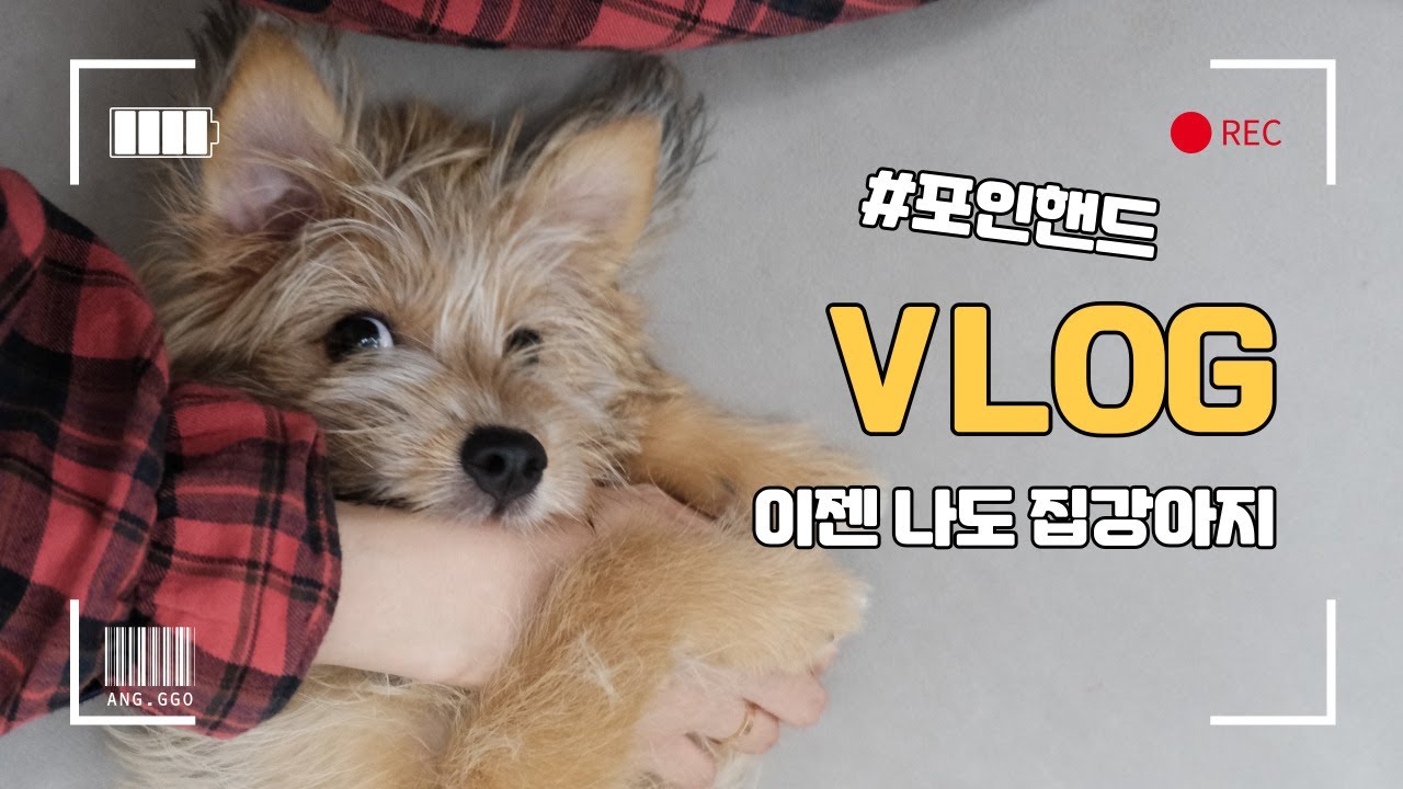 vlogㅣ유기견 아닌 집멍멍이ㅣ포인핸드 입양ㅣ개미지옥같은 공놀이ㅣ태리의 하루🐶